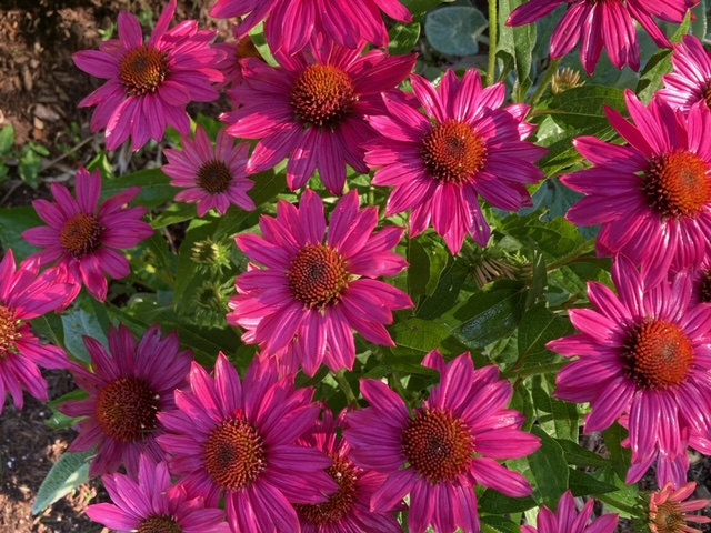 close up of bright pink coneflowers