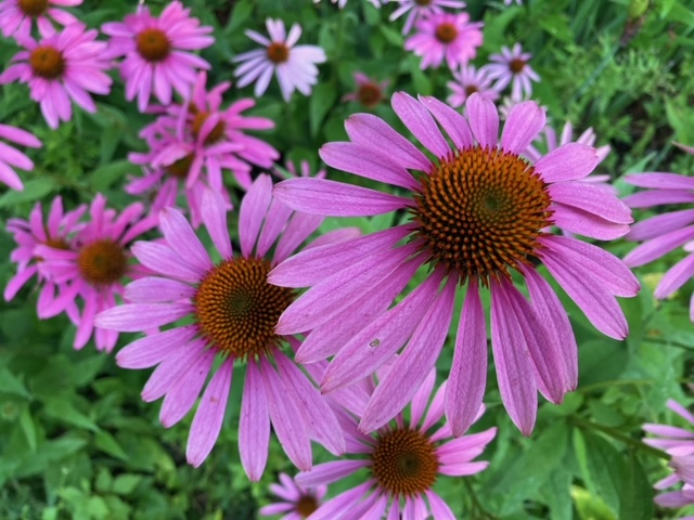 close up of classic purple coneflower