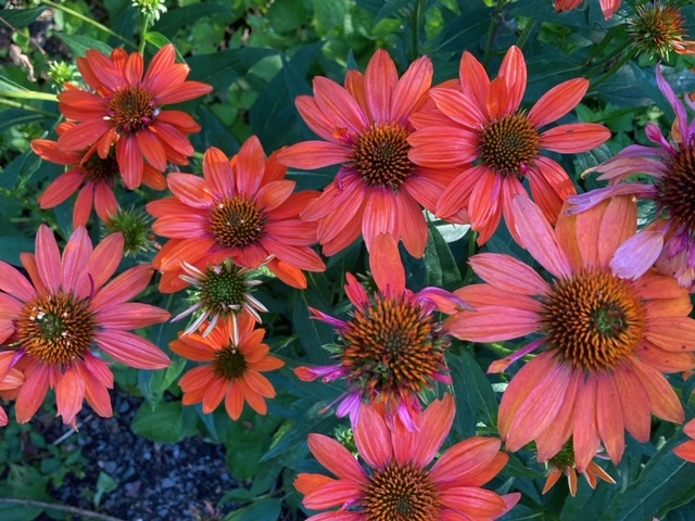 hybrid coneflower with pink/orange flowers