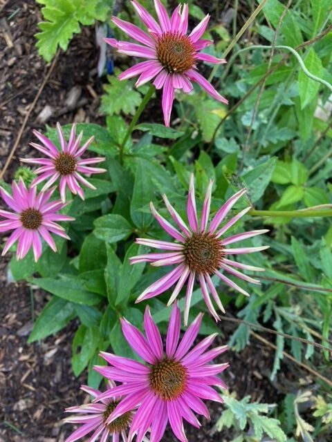 close up of coneflowers with petals starting to unfurl