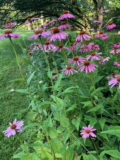 close up of tall pink coneflowers