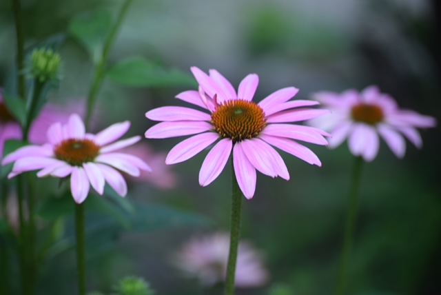 close up of light pink coneflower