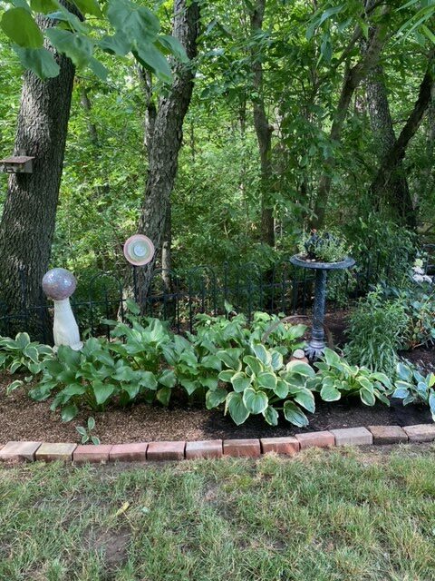 shade garden bed with lots of hostas