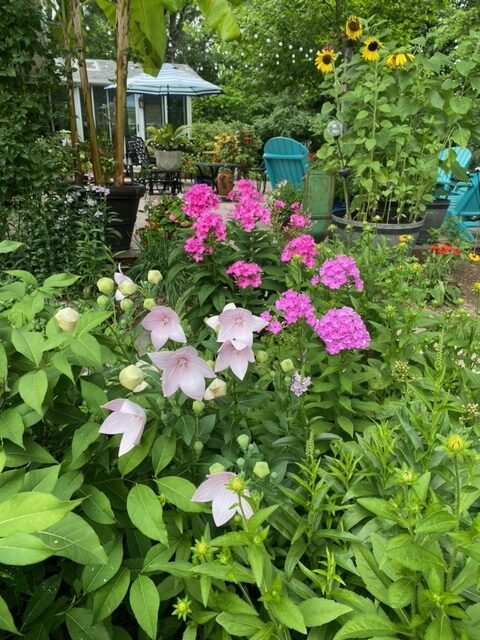 pink and yellow flowers in the garden