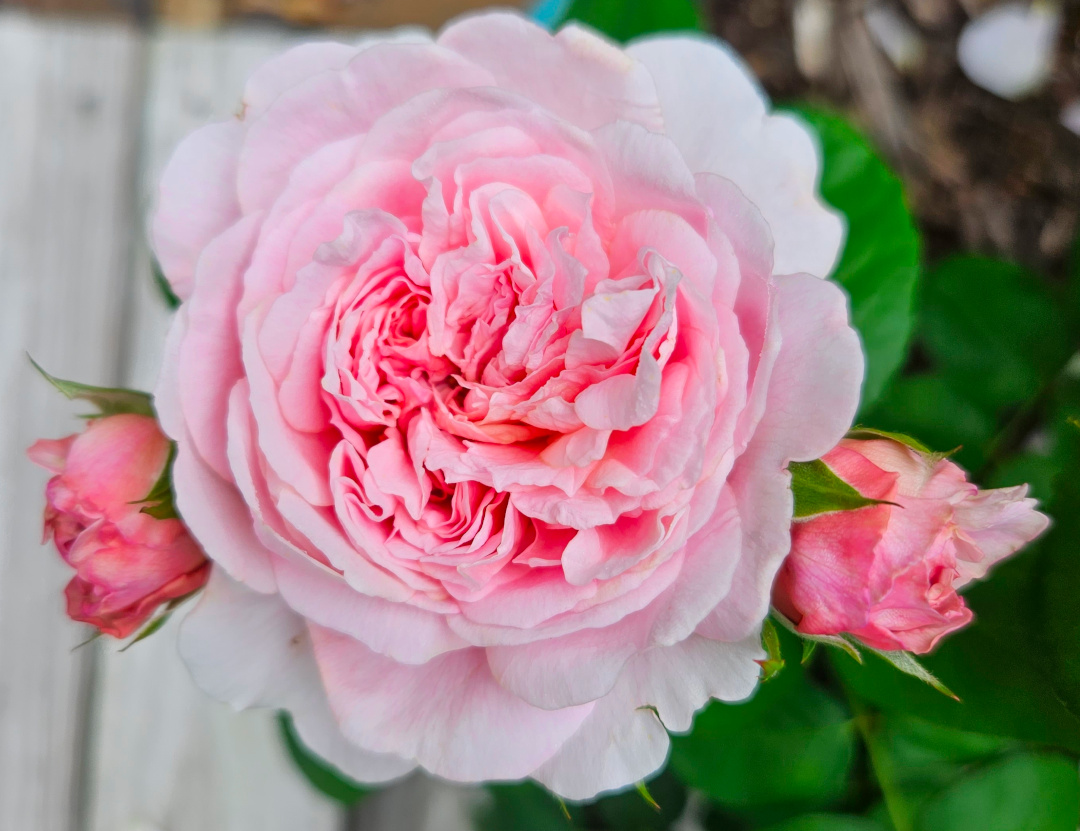 close up of light pink rose