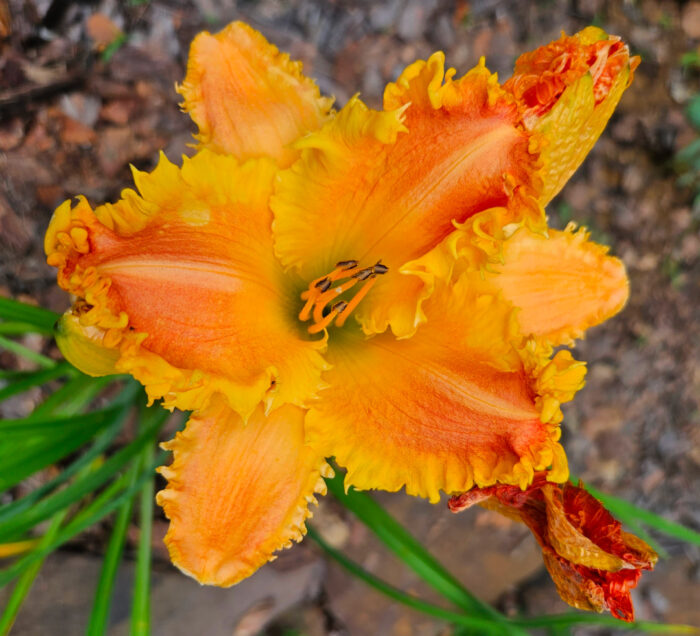 close up of bright orange daylily with fringed edges