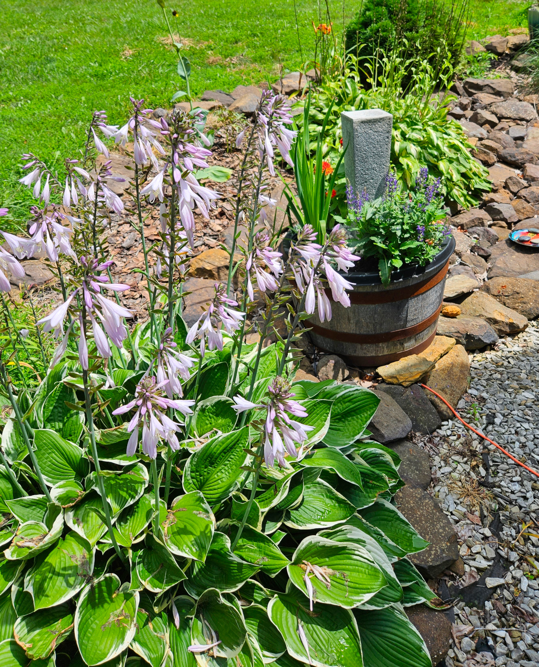 variegated hosta with light purple flowers