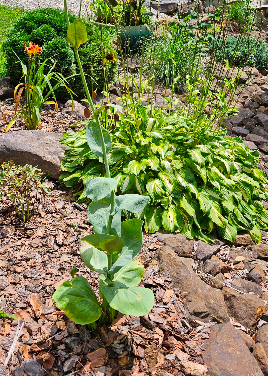 close up of giant rudbeckia stem and foliage