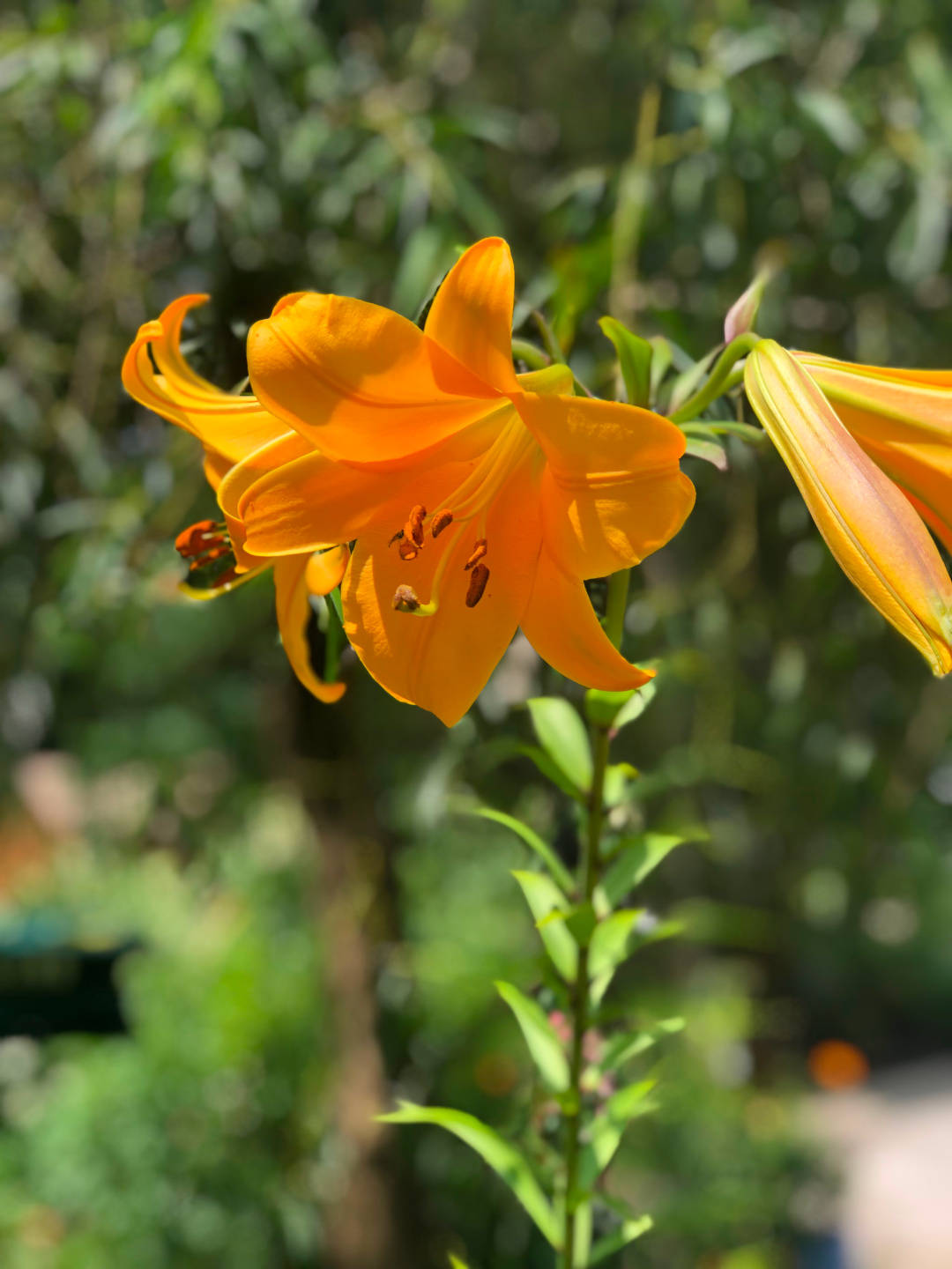 close up of bright orange lily