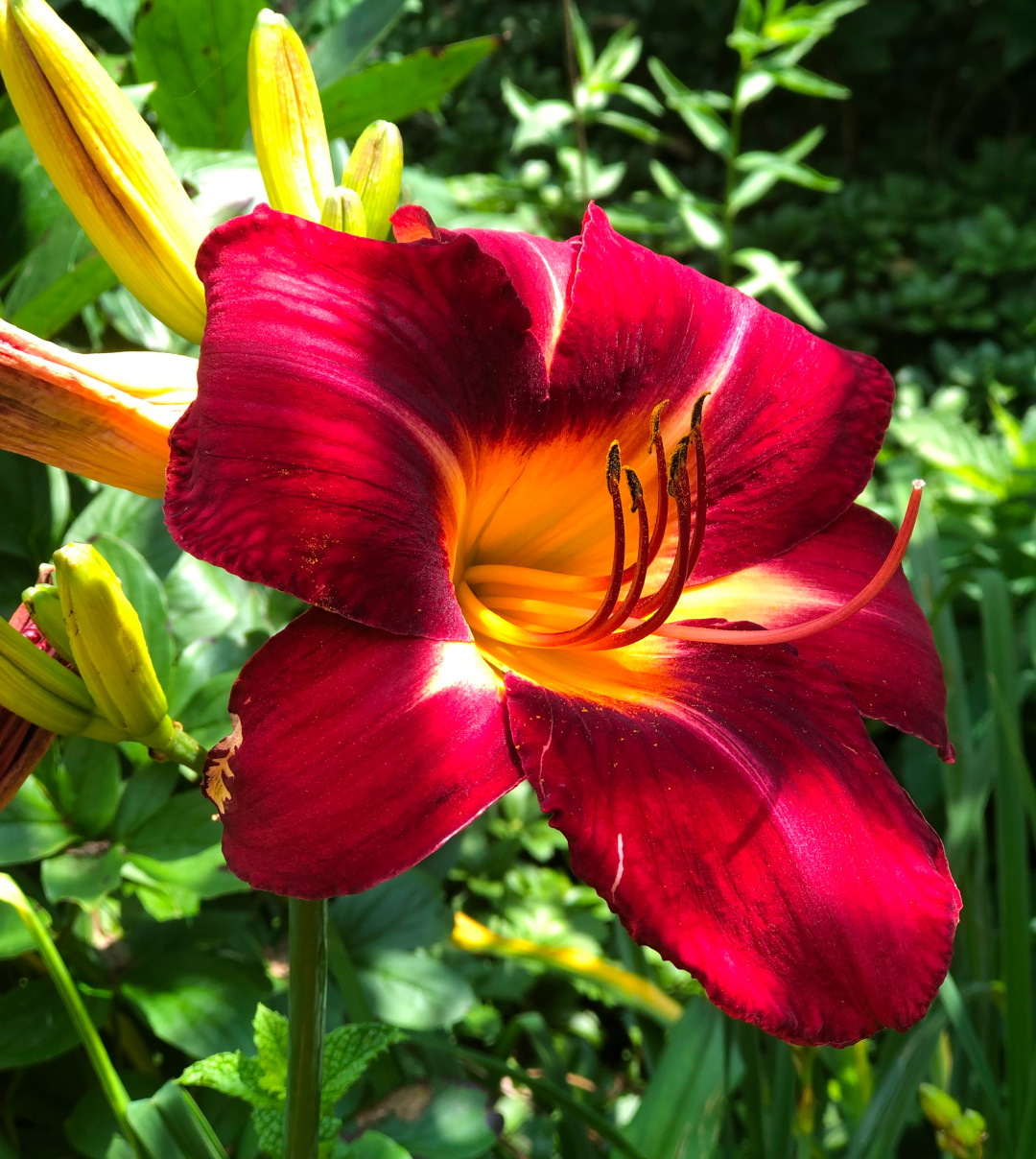 close up of red daylily with yellow center