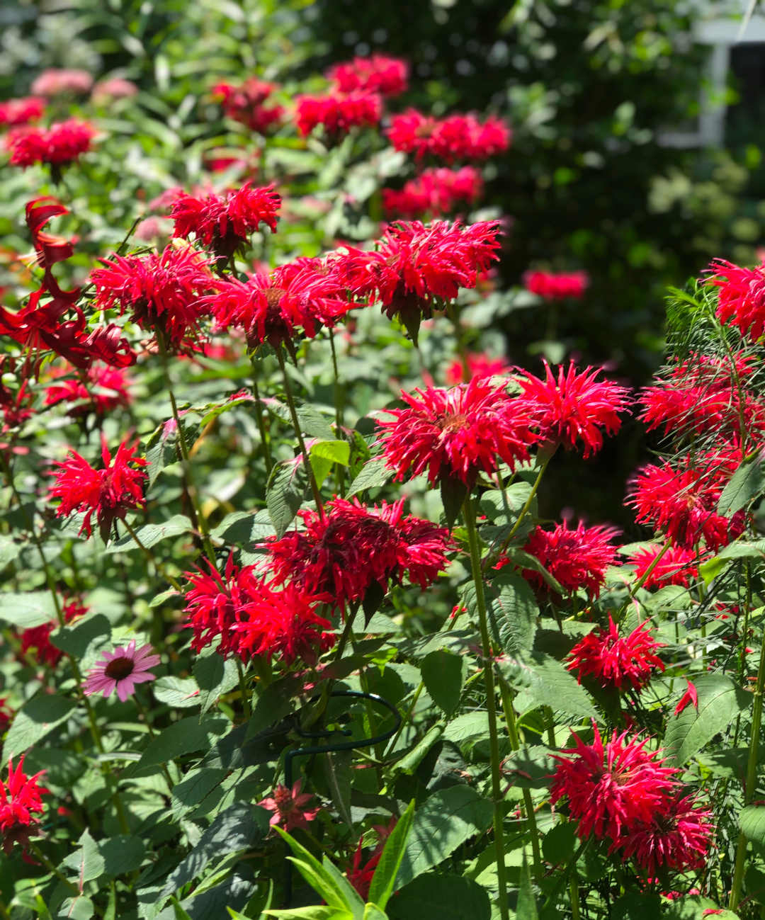 close up of bright red bee balm