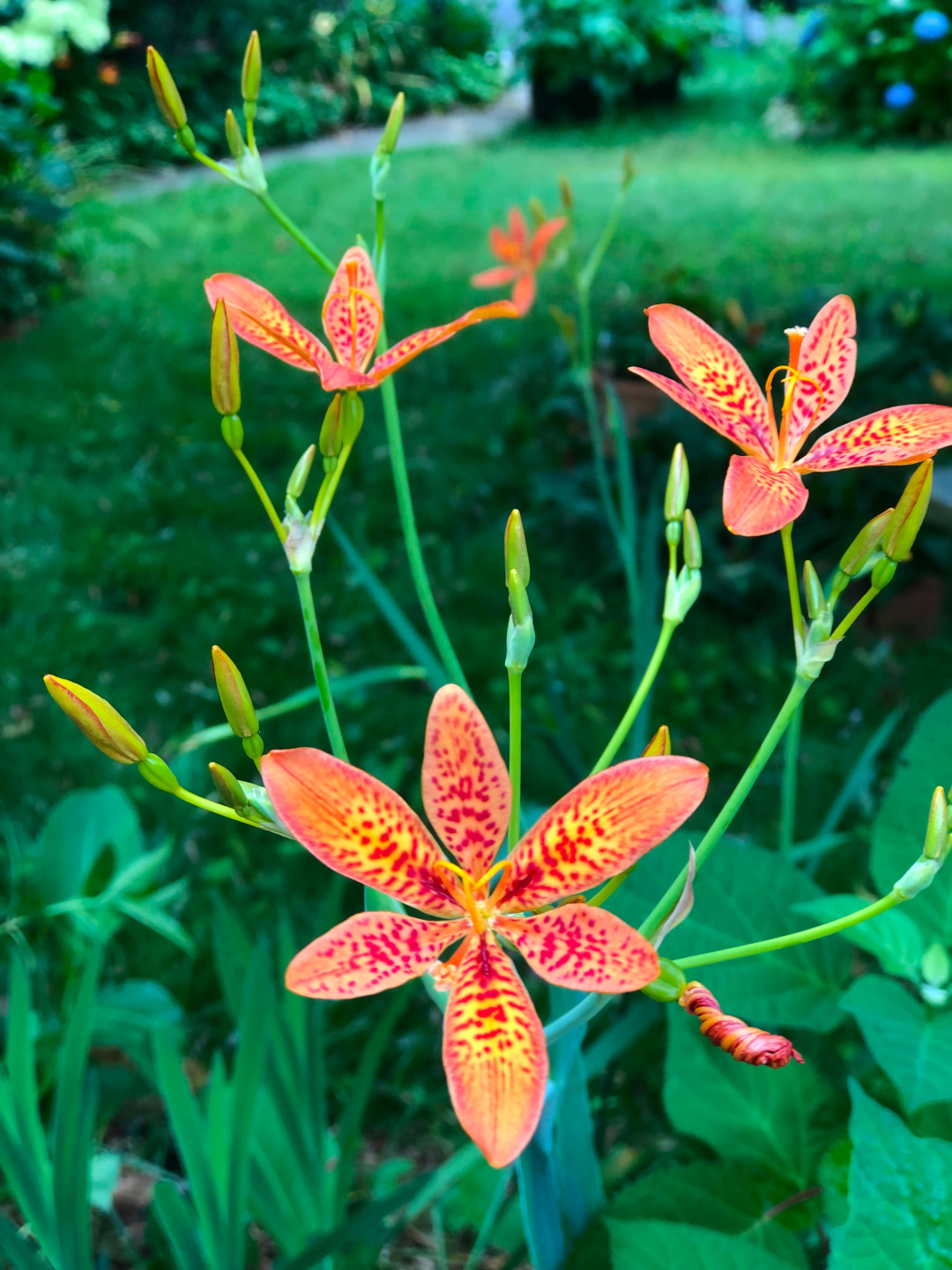 close up of speckled Iris domestica flowers