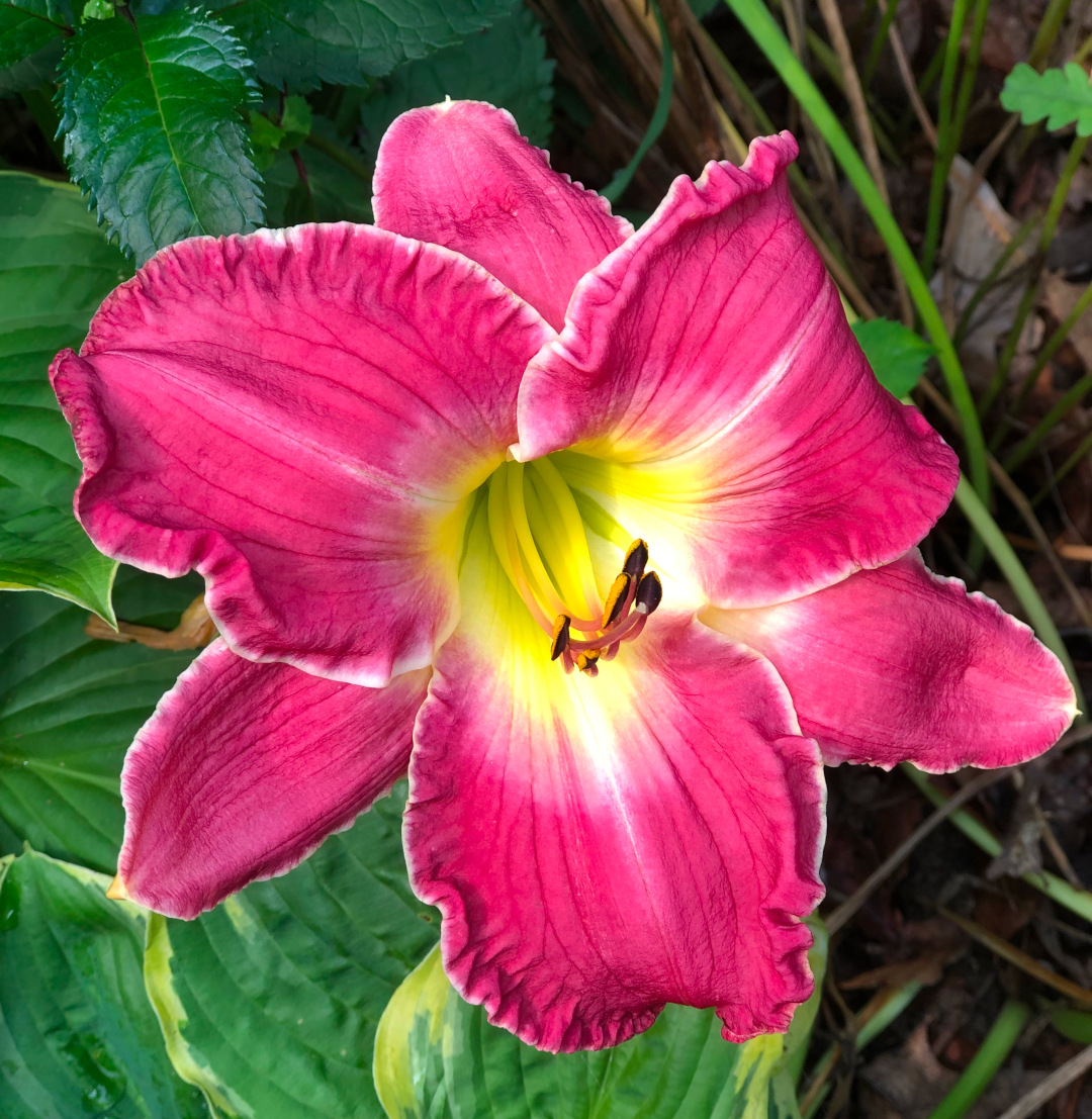 close up of bright pink daylily with yellow center