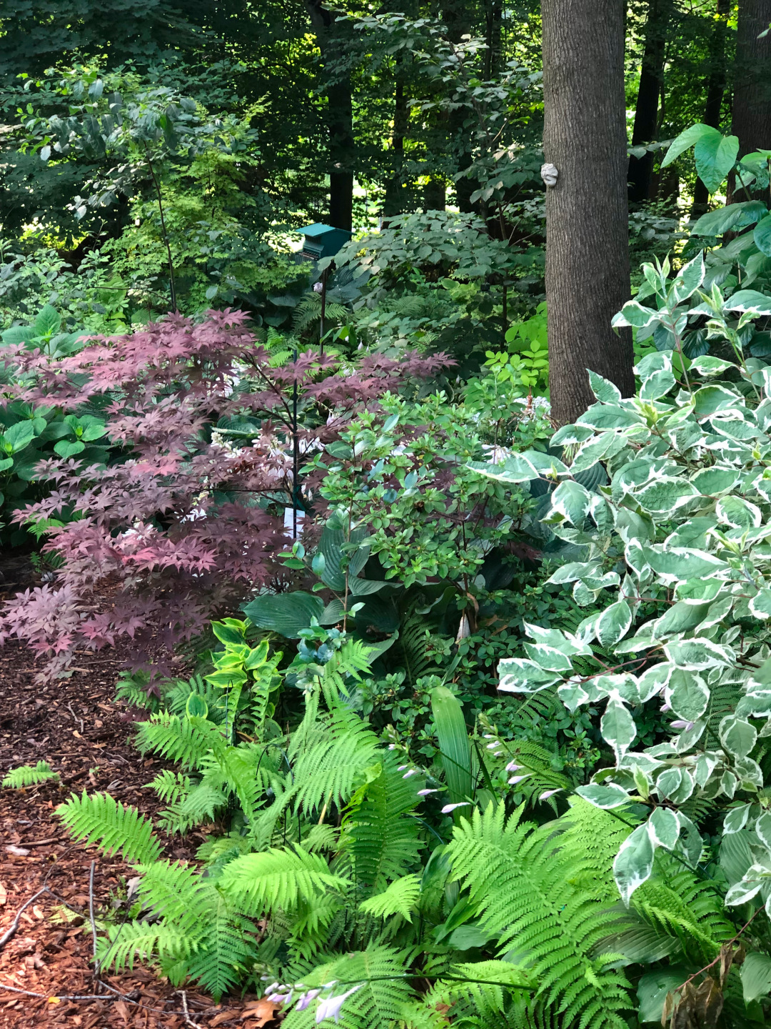 garden bed under a tree with various foliage plants