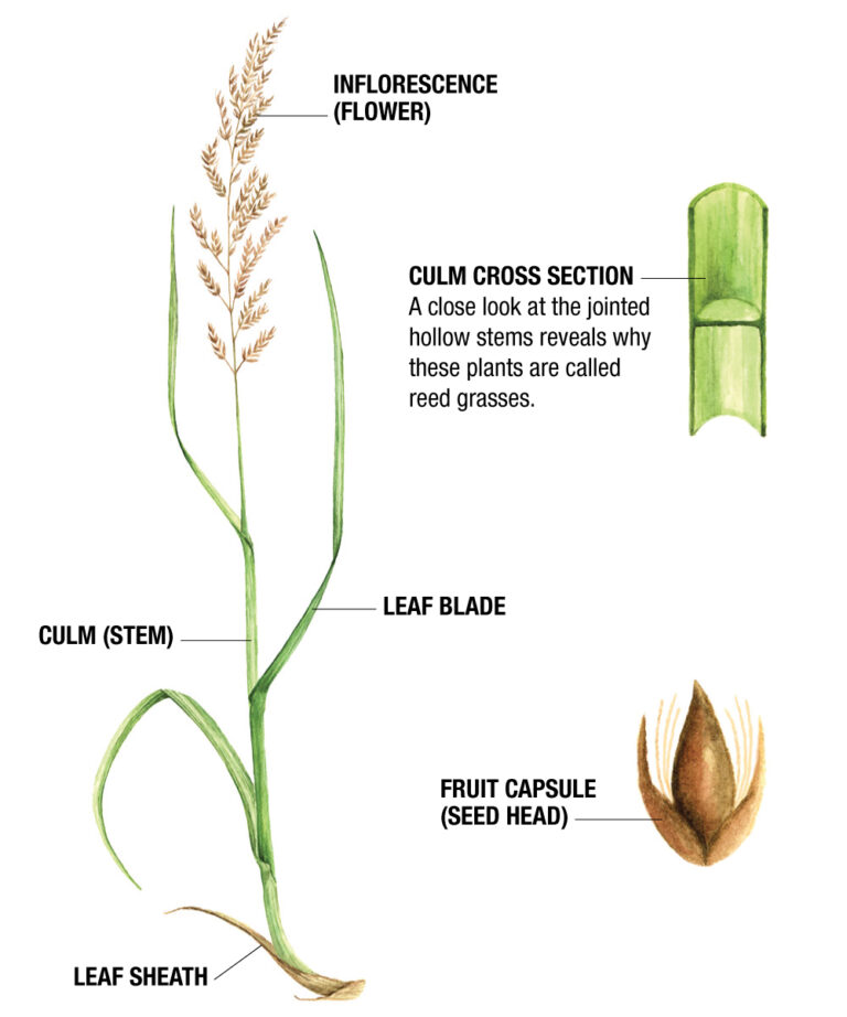 A Guide to Growing Reed Grasses BestPerforming Varieties and Care