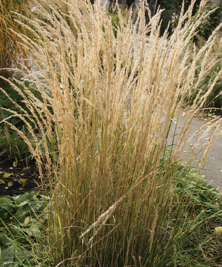 A Guide to Growing Reed Grasses: Best-Performing Varieties and Care ...