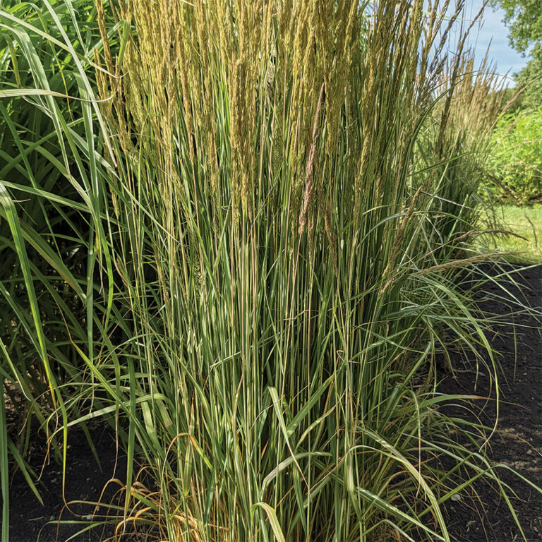 A Guide to Growing Reed Grasses BestPerforming Varieties and Care Fine Gardening