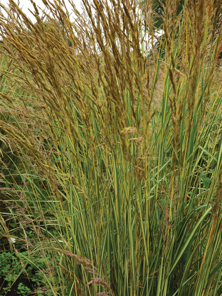 A Guide to Growing Reed Grasses: Best-Performing Varieties and Care ...