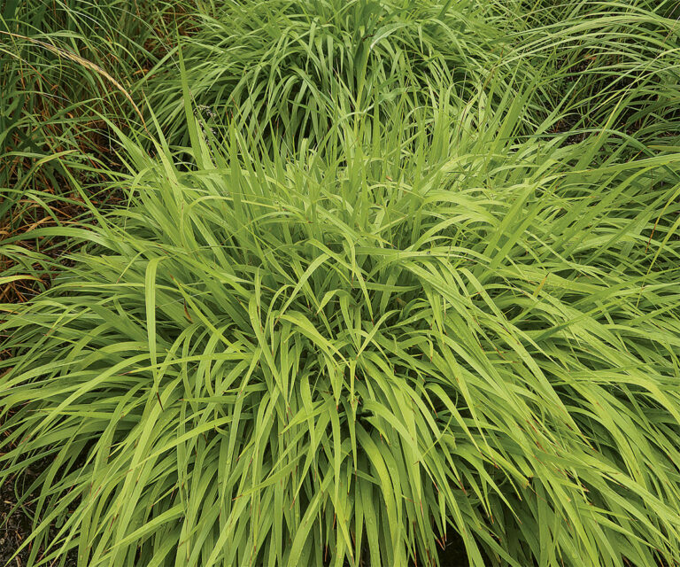 A Guide To Growing Reed Grasses: Best-performing Varieties And Care 