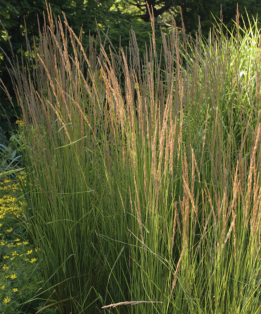 Cornell Library Grass