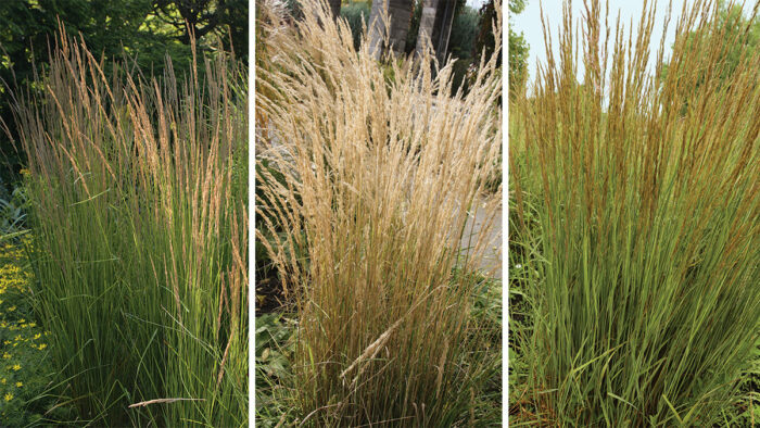 best reed grasses