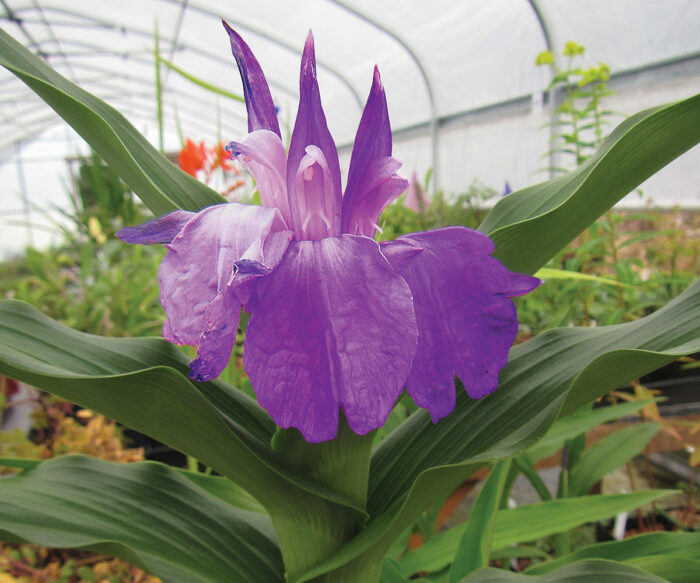 purple roscoea