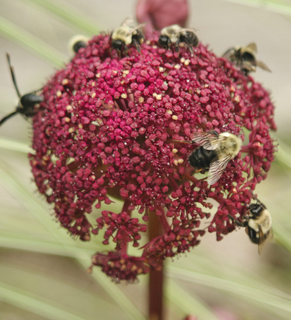 Peculiar Pollinators in the Midwest