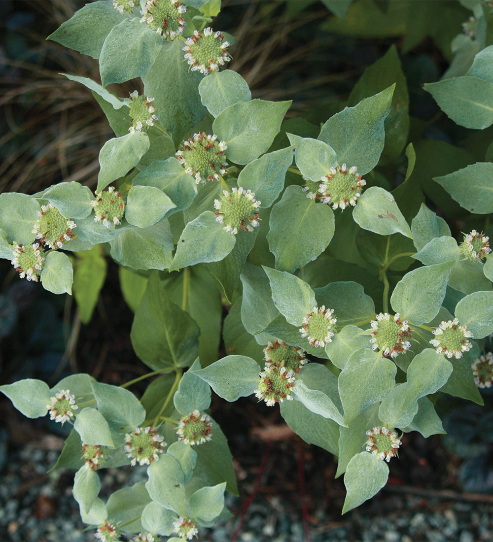 Mountain Mint