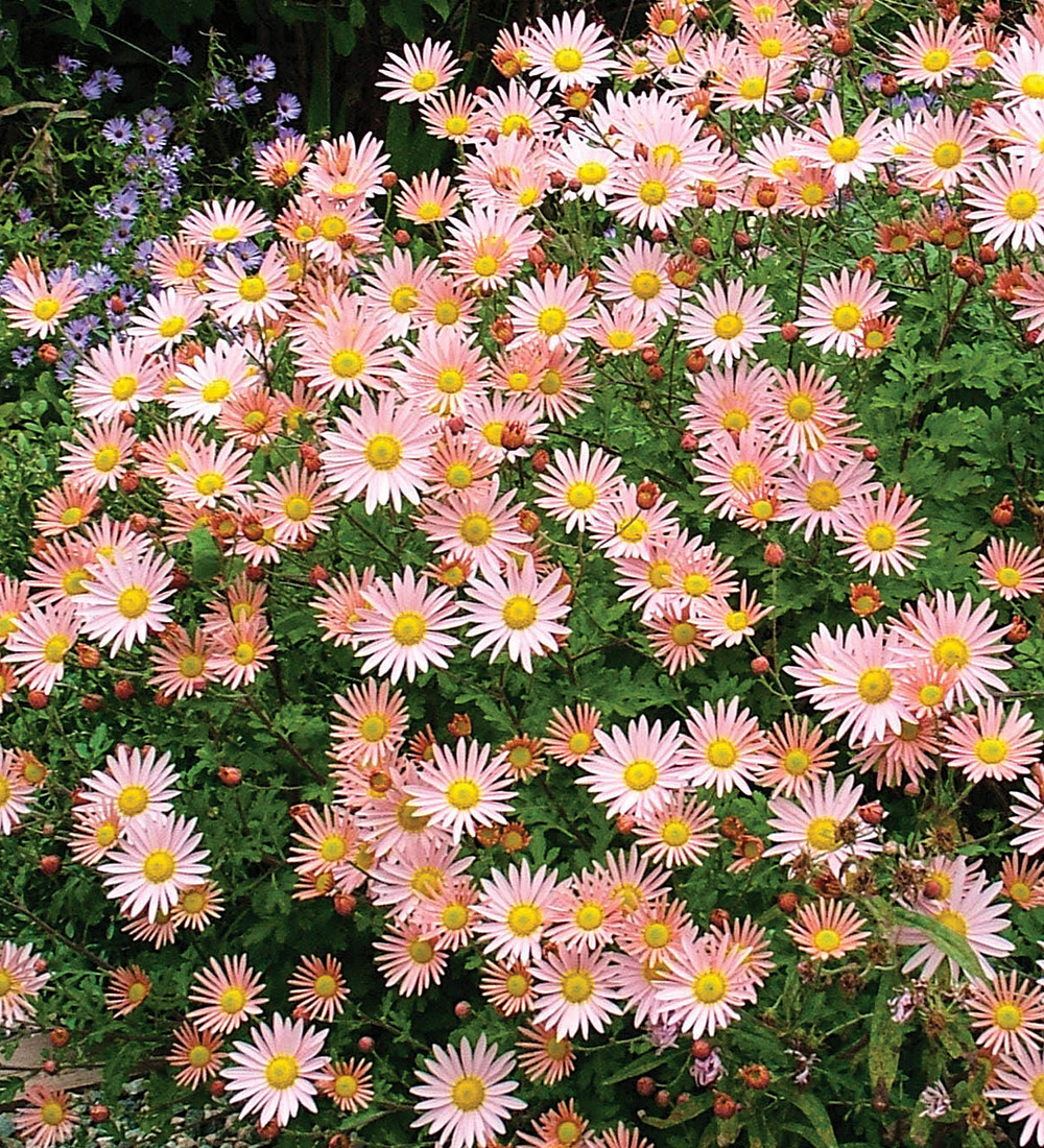 Hillside Sheffield Pink Garden Mum