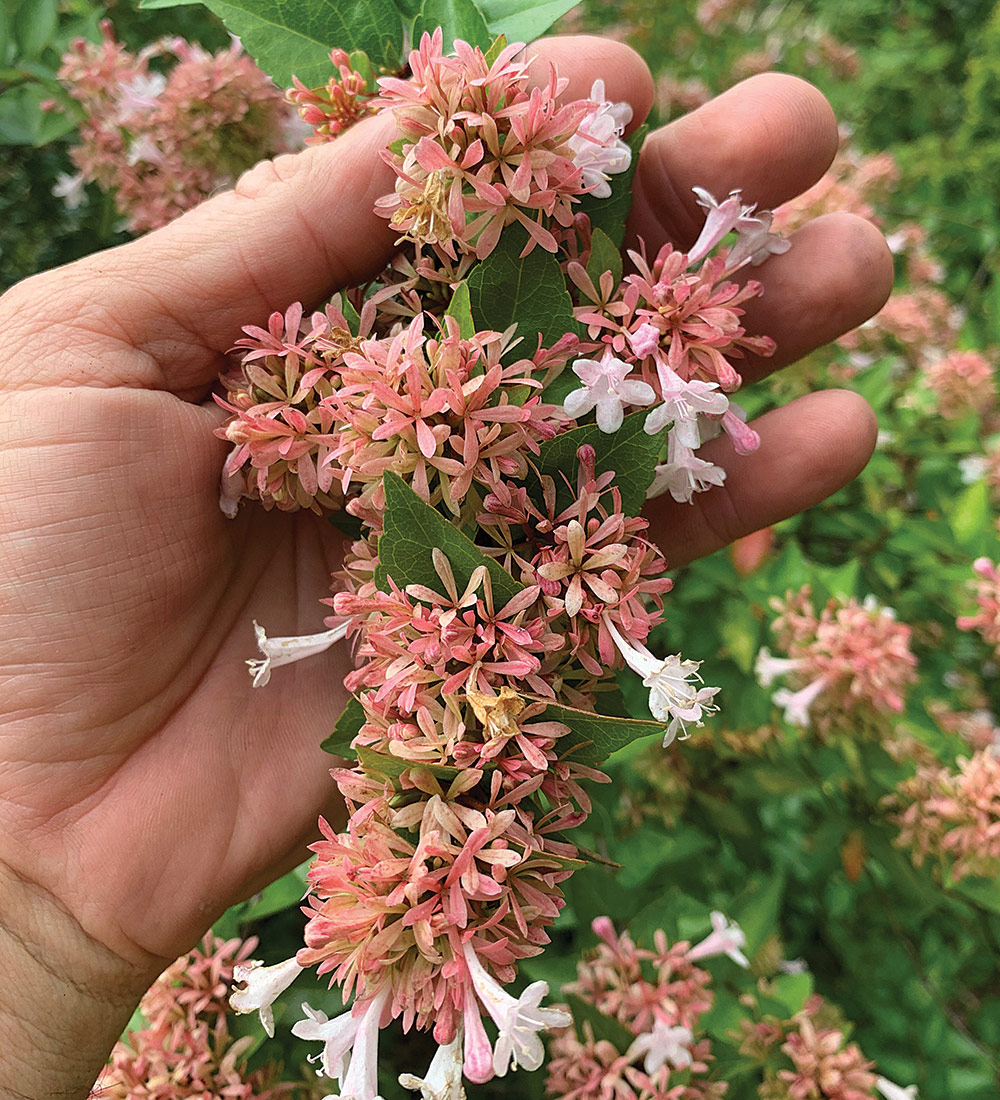 Chinese Abelia