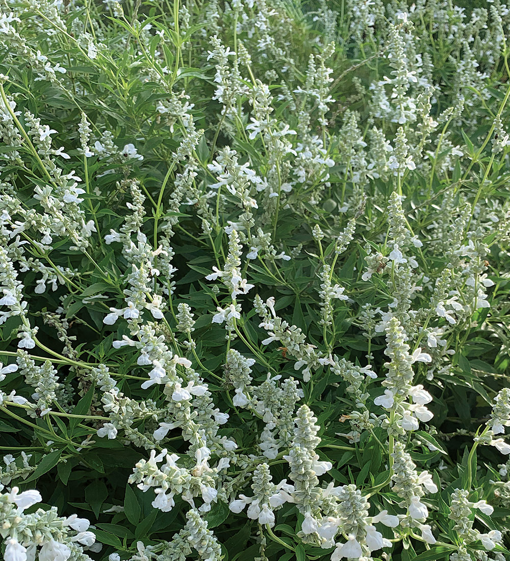 White Flame Salvia