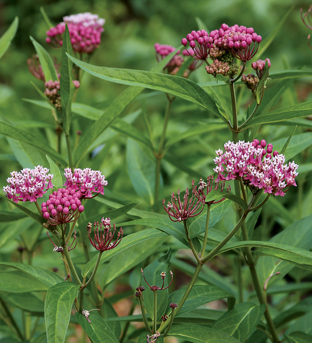 Swamp Milkweed