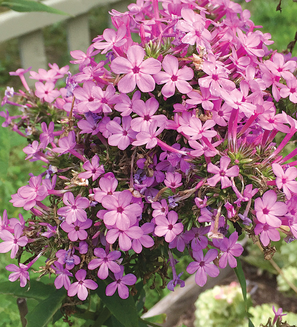 Jeana Garden Phlox