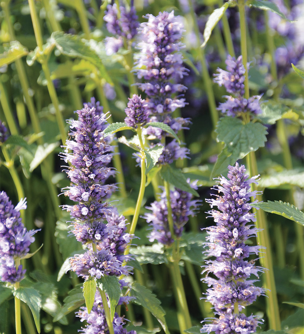 Black Adder Agastache