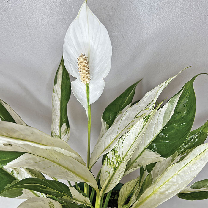 Picasso deals peace lily