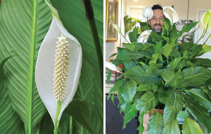 Growing Peace Lily