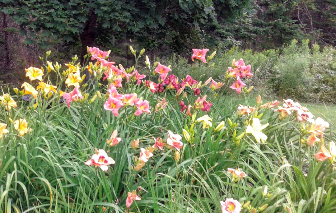 large planting of daylilies in various colors