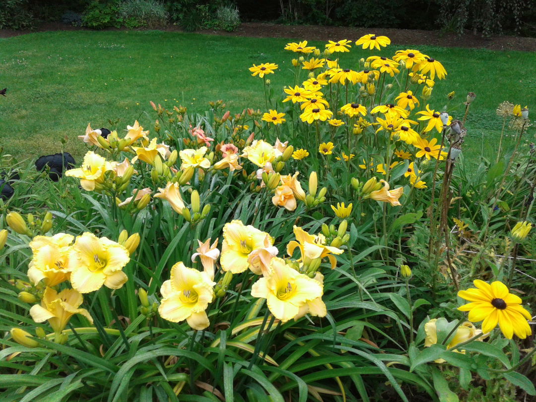 yellow daylilies with yellow black-eyed Susans