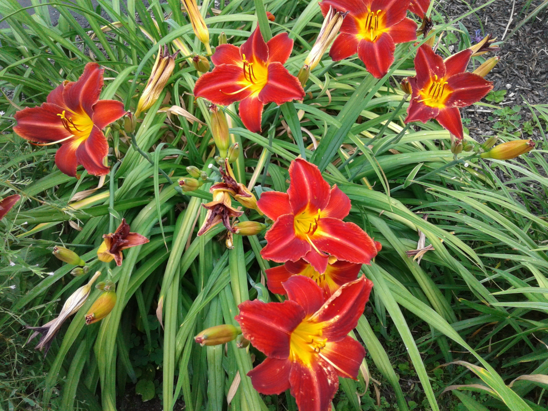 close up of red daylilies with yellow centers