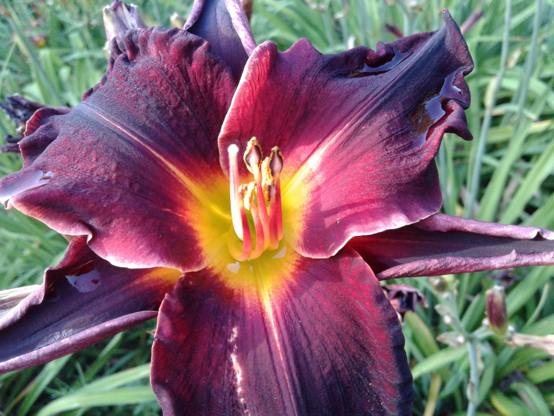 close up of dark purple/red daylily