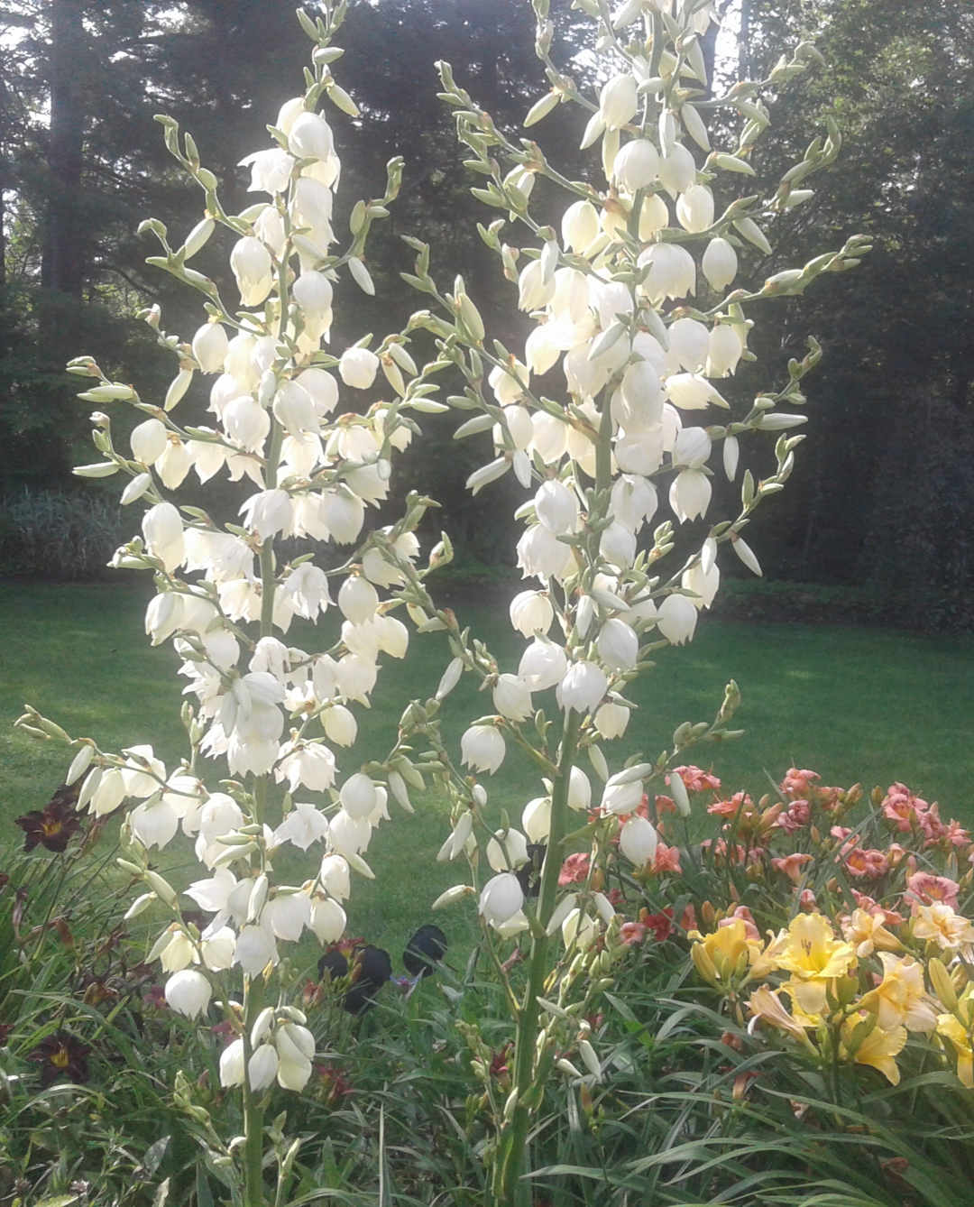 close up of two large Adam’s needle flowers