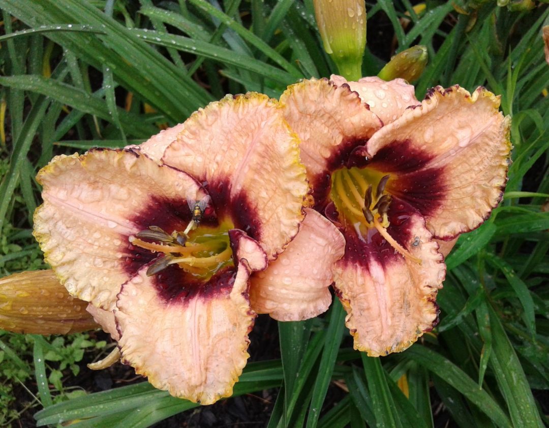 close up of peach daylilies with dark red centers