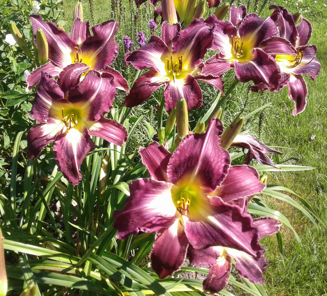 cluster of purple daylilies