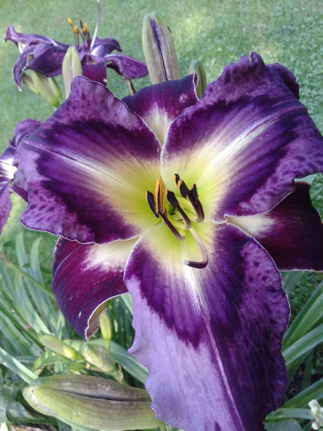 close up of a large bright purple daylily with lime green center