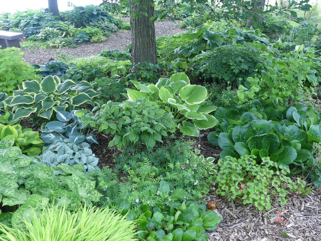 shade garden with hostas and other foliage plants