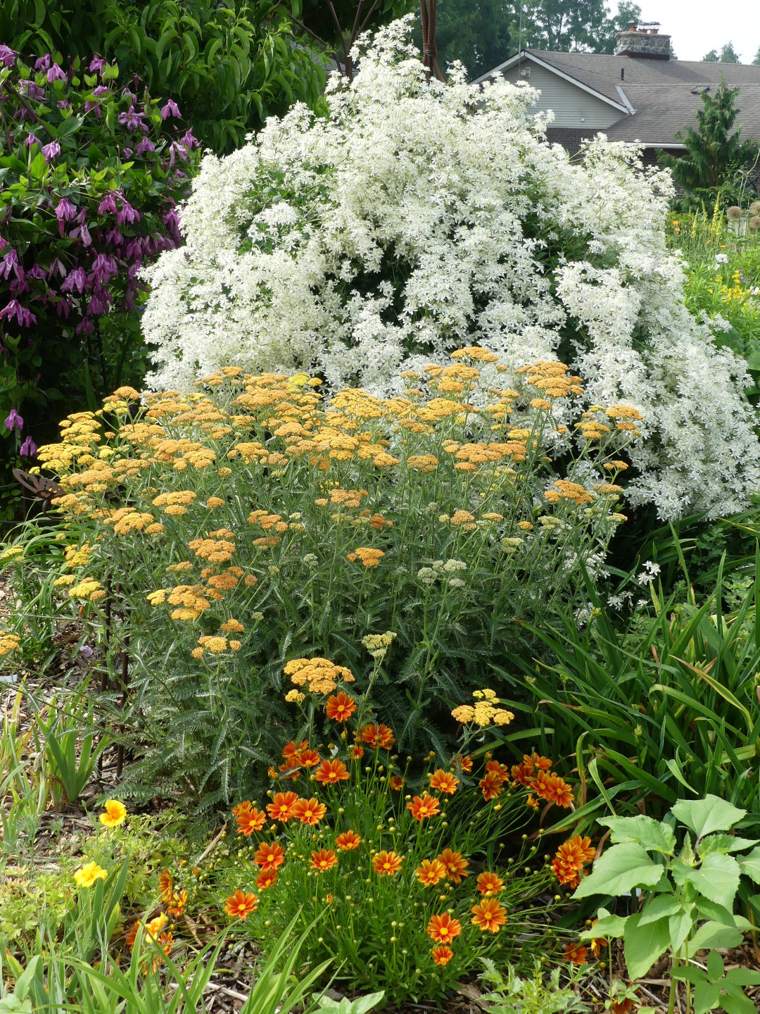 orange and white flowers in the garden