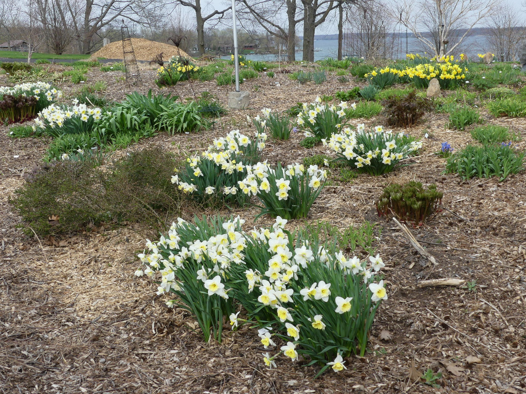 mulched garden bed with clumps of daffodils in spring