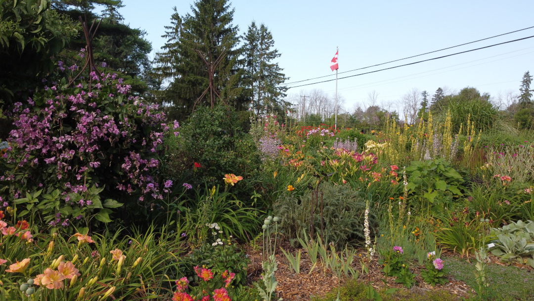 densely planted front yard garden with lots of flowers