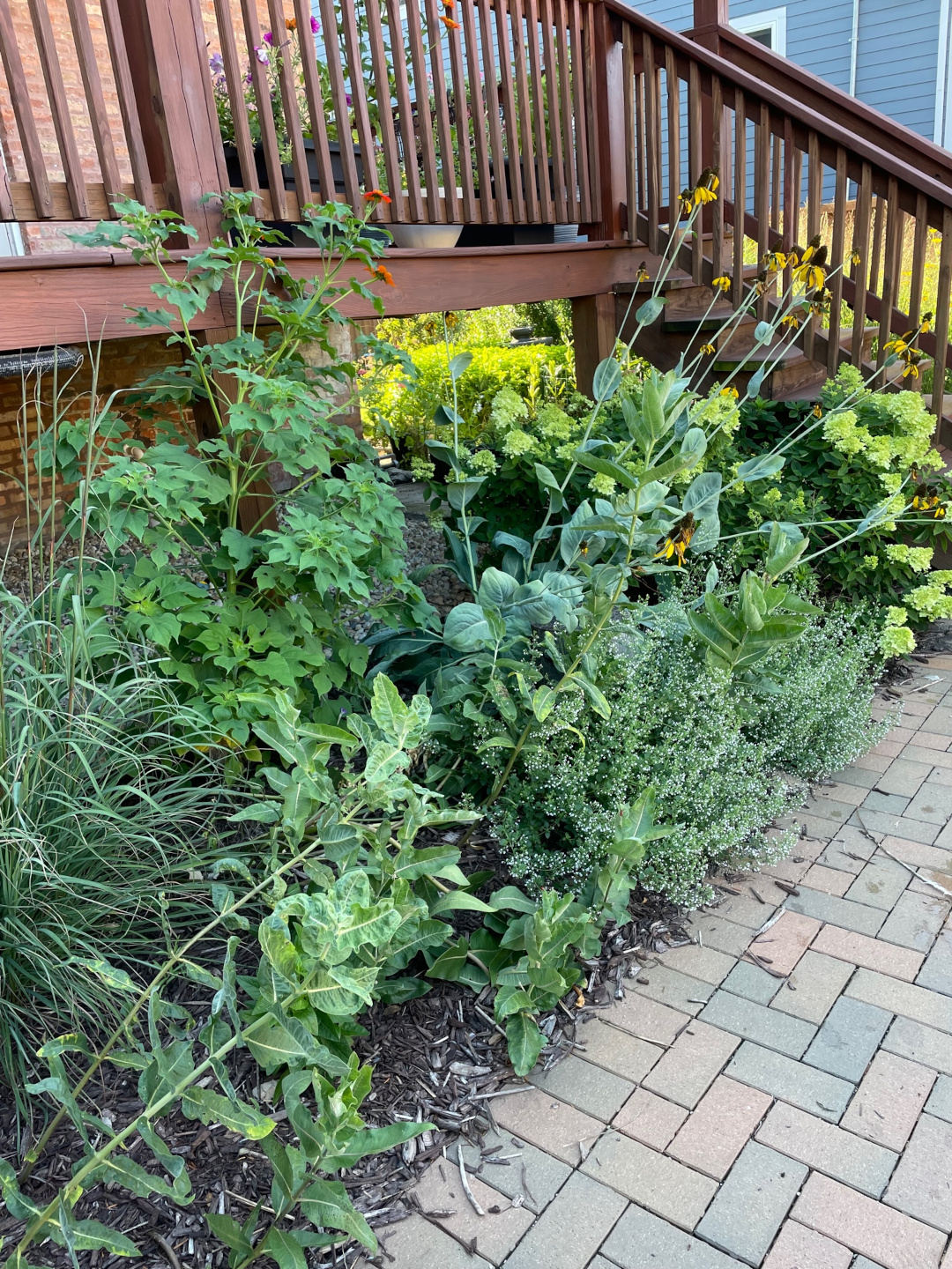 perennials planted under a deck