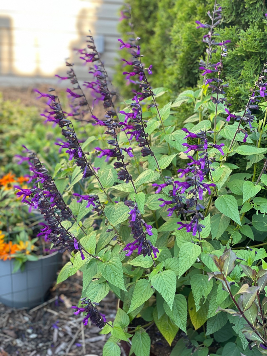 close up of anise-scented sage with purple flowers